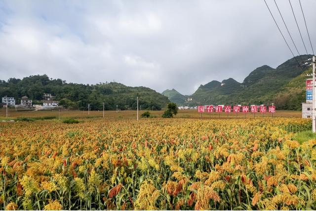 “农业秸秆循环利用技术”取得大突破 国台酒联合科研解决酒业生态难题(图3)