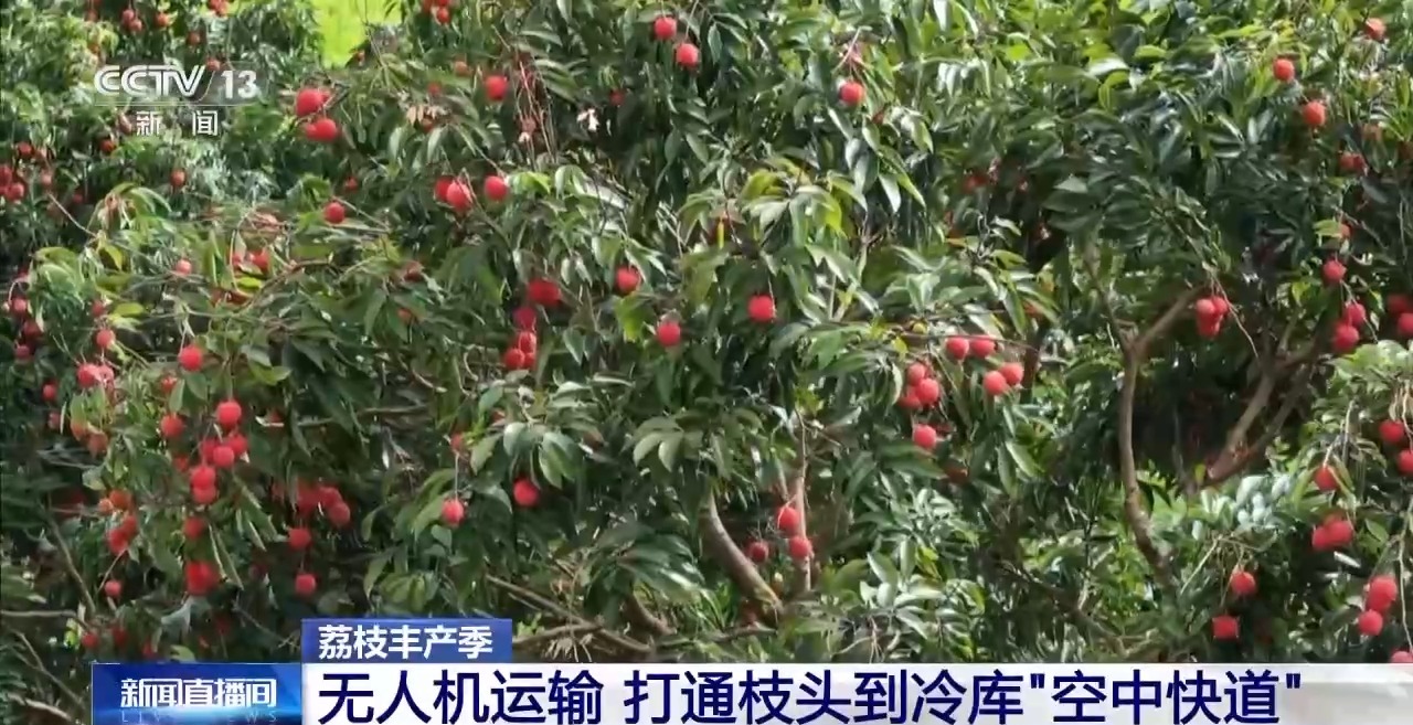 从岭南枝头到全球餐桌 广东荔枝解锁“四季鲜”密码→(图1)
