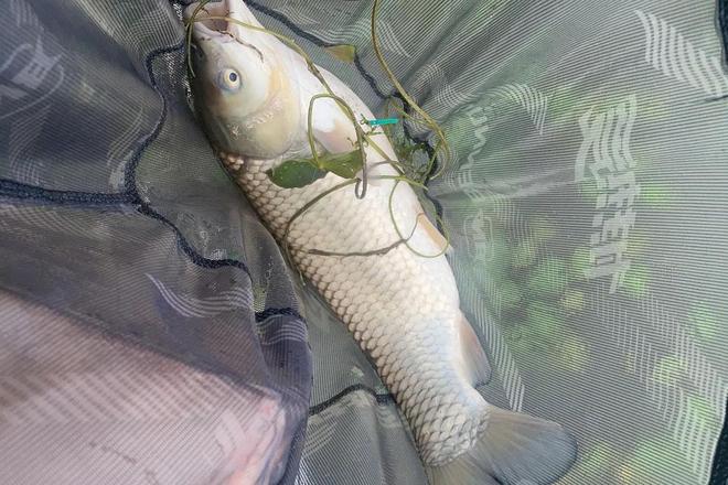 草鱼在夏季的摄食习性和垂钓技巧(图4)