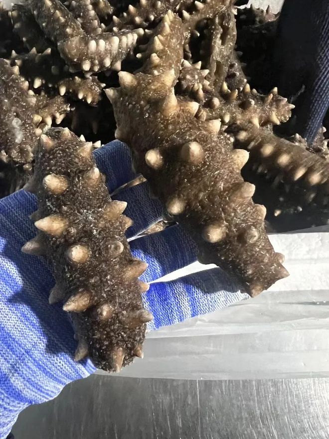 水发海参加碱的目的看这里！(图10)