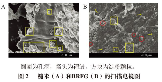《食品科学》：河北师范大学王立安教授等：利用灵芝发酵生产糙米灵芝菌粮(图4)