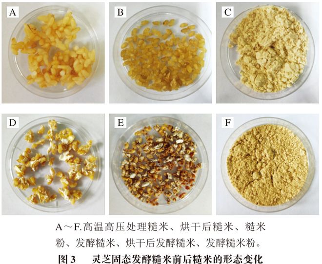 《食品科学》：河北师范大学王立安教授等：利用灵芝发酵生产糙米灵芝菌粮(图5)