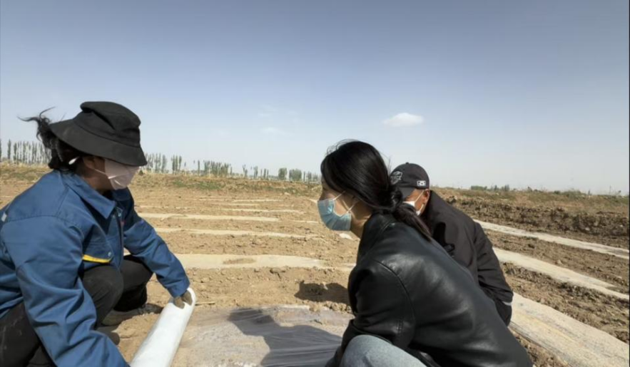 南林大学子首创木质纤维素基透气可降解地膜 破解 “三北” 地区农业绿色发展难题(图2)