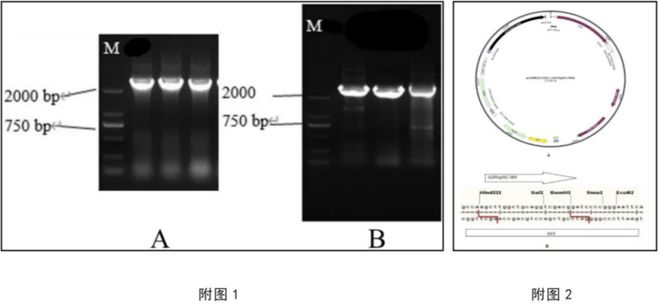 河北科技大学专利发布(第四十八期)(图2)
