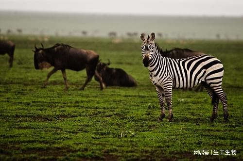 酶类生化试剂在科研实验与产业应用中的价值与未来前景探索(图2)
