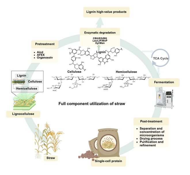 科学通报 张桂杰高乐联合综述秸秆类木质纤维素生物质转化微生物蛋白的研究进展(图2)