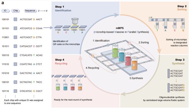 Nature Biotechnology：华大发布DNA合成新技术助力合成生物产业迈向新时代(图2)