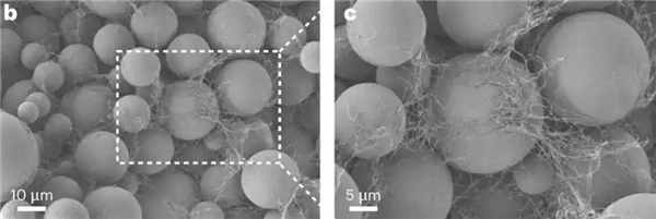 中国科学家培育“纺织工”细菌“织就”绿色电子未来(图3)