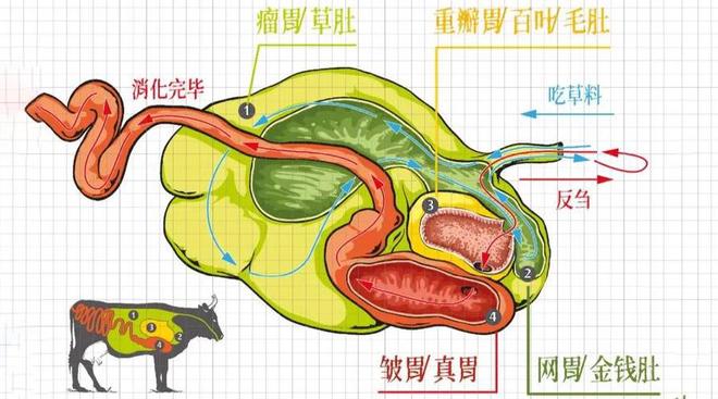 看似毫无营养的草在牛的身体里走一趟就变成了肌肉为什么?(图2)