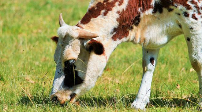 看似毫无营养的草在牛的身体里走一趟就变成了肌肉为什么?(图1)