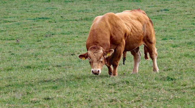 看似毫无营养的草在牛的身体里走一趟就变成了肌肉为什么?(图4)