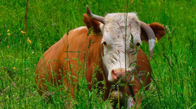 看似毫无营养的草在牛的身体里走一趟就变成了肌肉为什么?(图5)