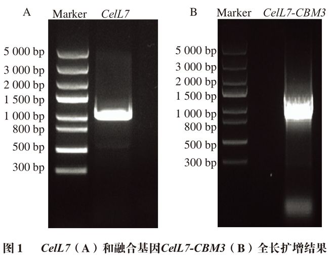 《食品科学》：福州大学严芬副教授等：海洋来源纤维素酶CelL7的异源表达、酶学表征及生物膜清除作用(图2)