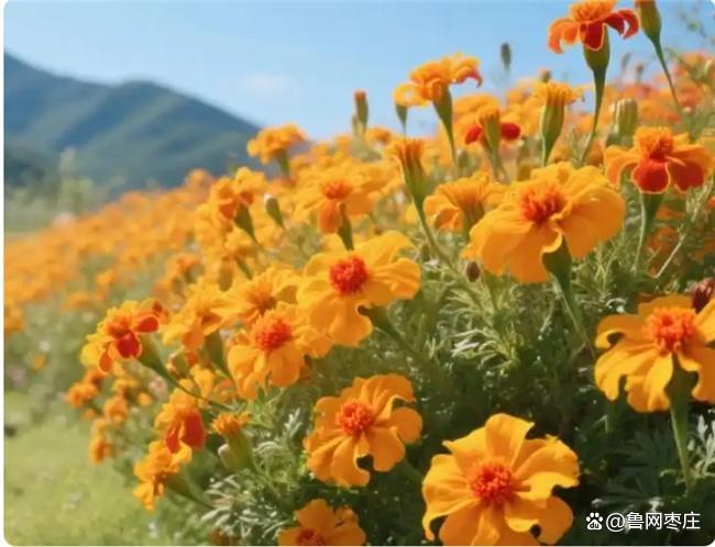 哪个品牌的叶黄素含量高？测评叶黄素十大品牌数据说话(图7)