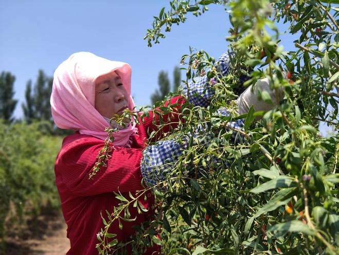 “锁鲜枸杞”的产业技术革命(图1)