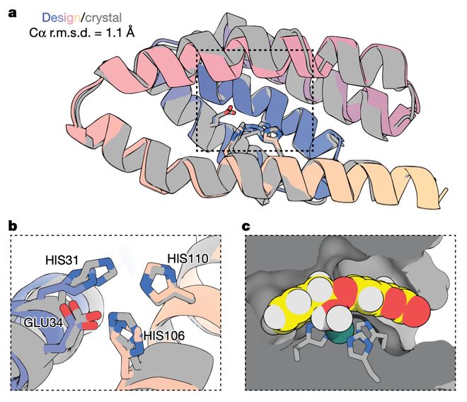 David Baker最新Nature论文：AI从头设计金属水解酶无需实验优化催化效率提升千倍(图4)