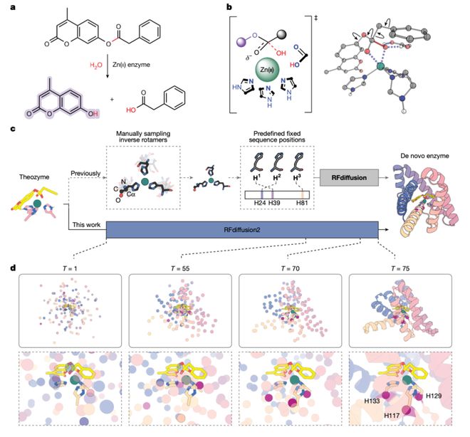 David Baker最新Nature论文：AI从头设计金属水解酶无需实验优化催化效率提升千倍(图3)
