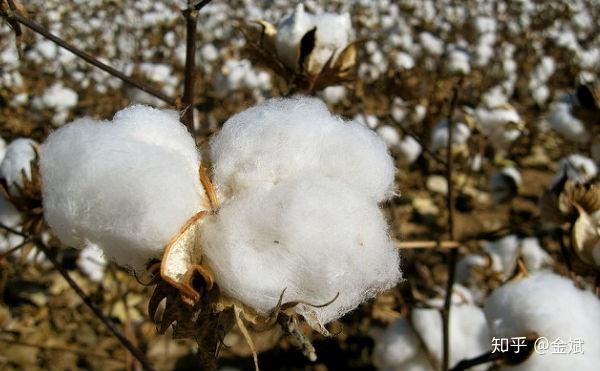 2025年醋酸纤维板块股票有哪些值得关注的公司（12月31日）