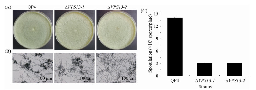 全球首个！聚维元创非粮生物基丁二酸获ISCC PLUS认证