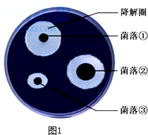北京昌平合成生物制造2026年冲刺百亿产值