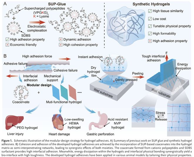 AdvMater：用于增强组织愈合的水凝胶黏合剂模块化设计(图1)