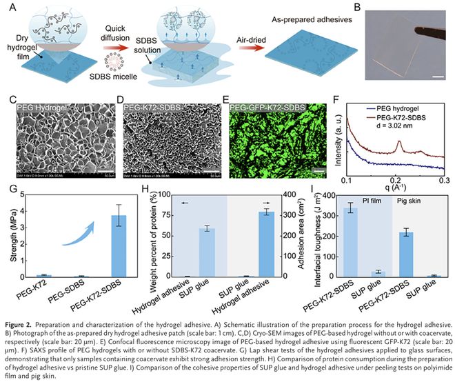 AdvMater：用于增强组织愈合的水凝胶黏合剂模块化设计(图2)