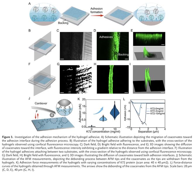 AdvMater：用于增强组织愈合的水凝胶黏合剂模块化设计(图3)