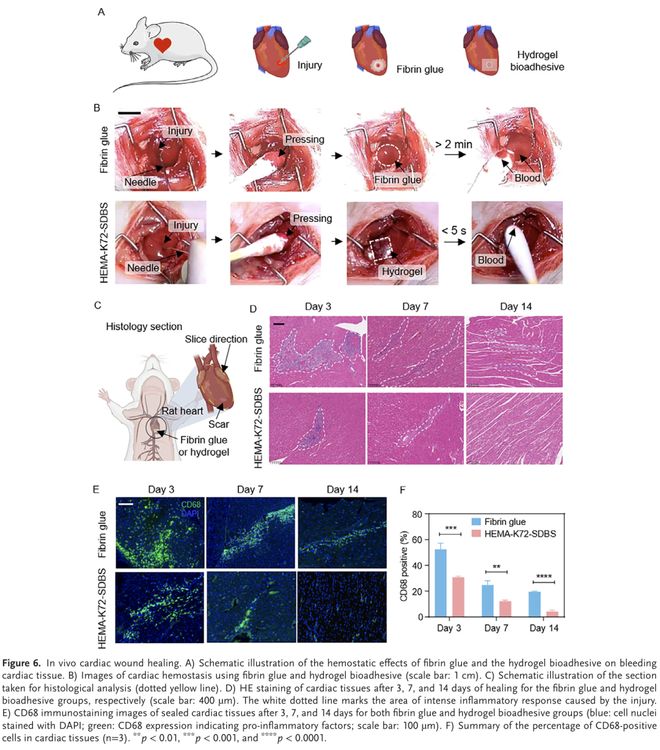 AdvMater：用于增强组织愈合的水凝胶黏合剂模块化设计(图6)