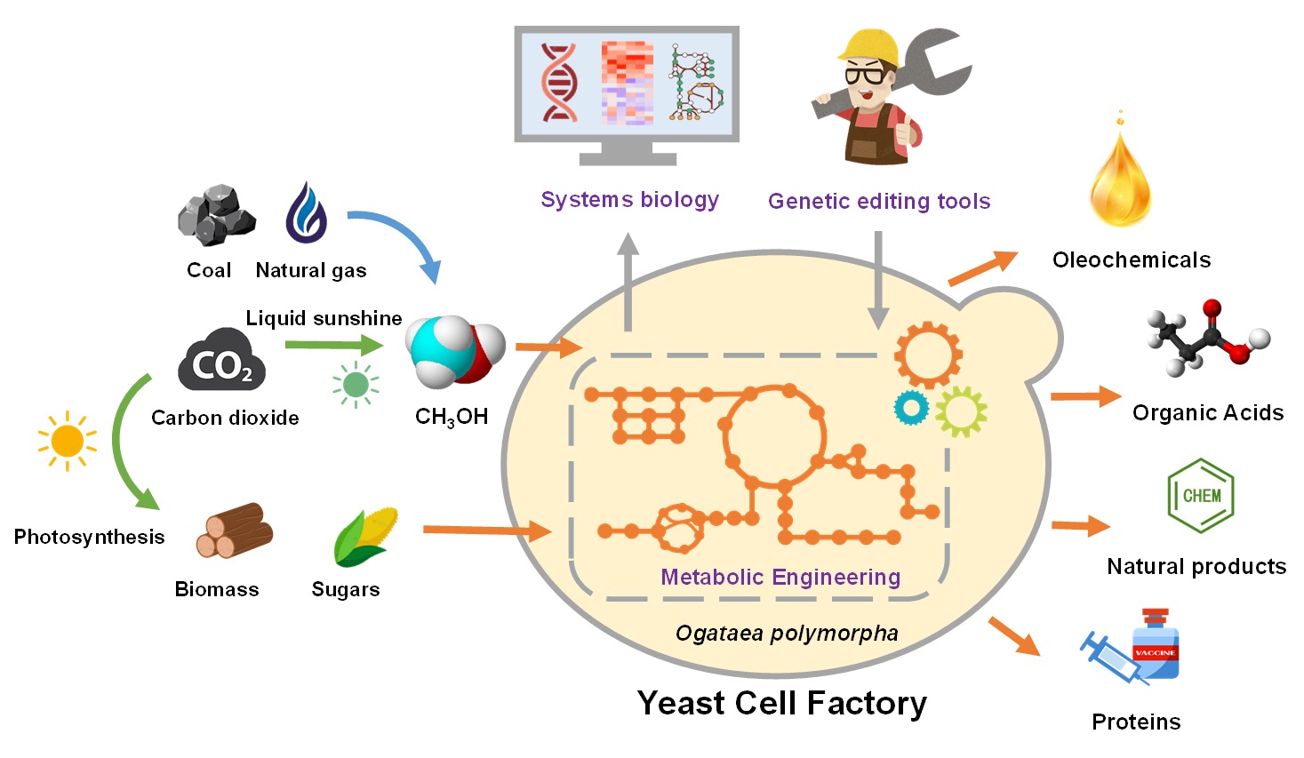 酶制剂在工业上的应用现状与展望