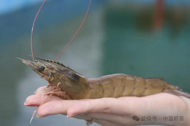 酶在水产养殖中有大作用！揭露三大酶在养殖中的妙用！(图2)