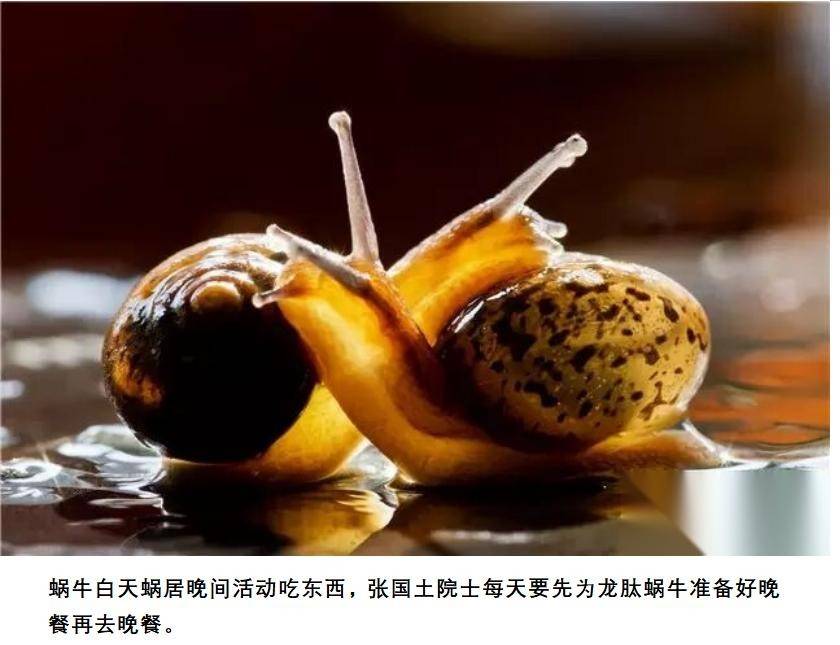 黄河千年清一回 让小小蜗牛变金牛震动地球(图5)