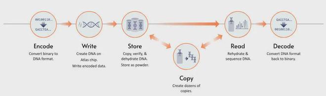 要变天了？美国发布全球首个DNA硬盘数据存储或告别硅基时代？(图3)