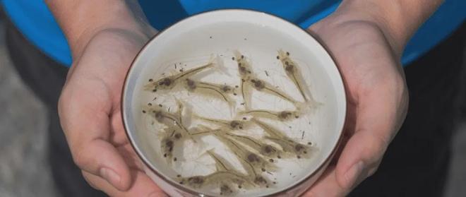 养虾好利器！好处多多但是很多人还都不知道！(图1)