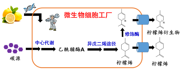 从AI设计到田间应用：柑橘黄龙病的绿色智能防控体系创新