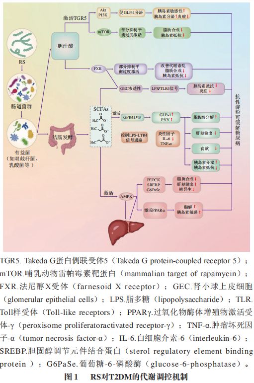 《食品科学》:合肥工业大学刘凤茹副教授等:抗性淀粉多尺度结构特性及其对2型糖尿病的代谢调控与营养干预(图2)