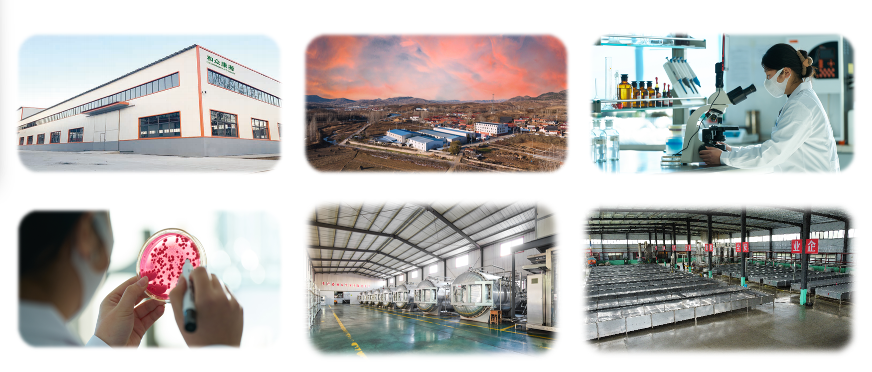 2026年行业前瞻:解析山东米曲霉发酵复合菌技术实力派(图2)