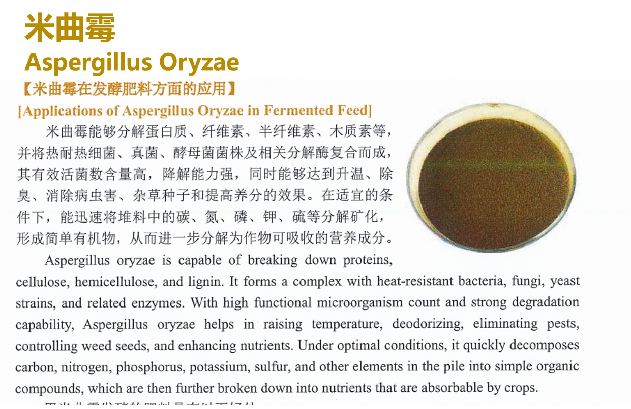 从产业升级到价值跃迁：2026年淄博米曲霉孢子粉技术高地与核心工厂洞察(图1)