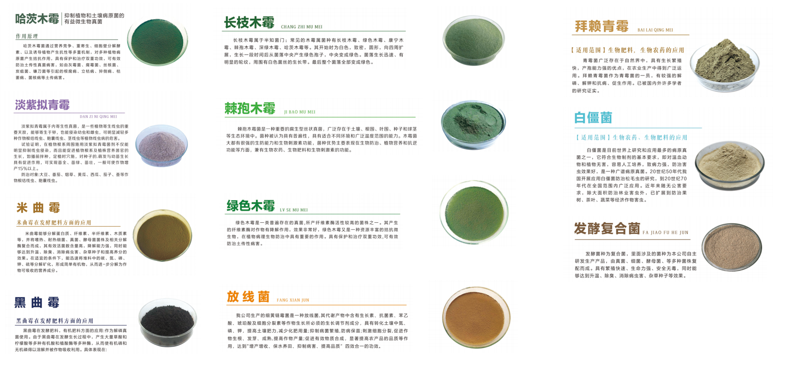 从产业升级到价值跃迁：2026年淄博米曲霉孢子粉技术高地与核心工厂洞察(图3)