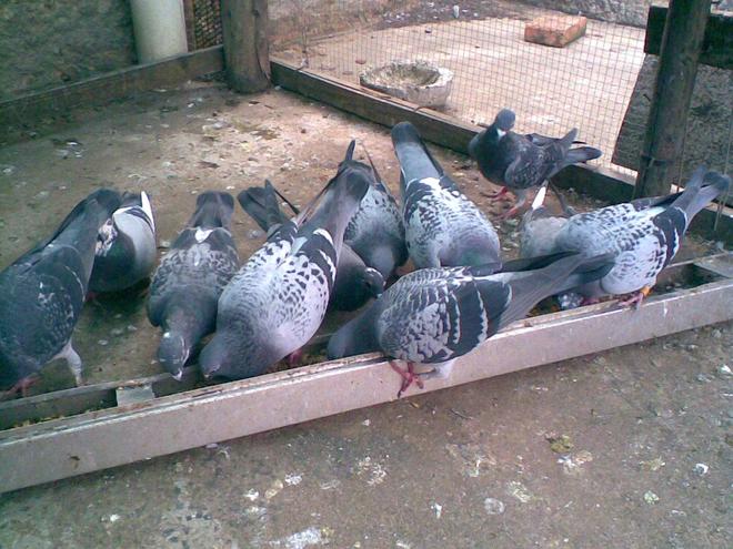 鸽子调理肠道吃什么药？养鸽老手都在用的安全配方(图3)
