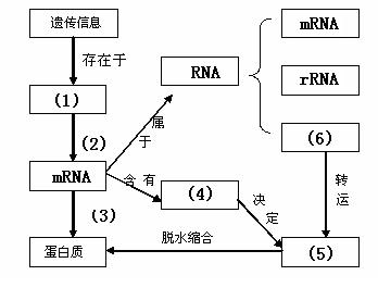 2026年中国酵母行业发展现状及未来趋势分析