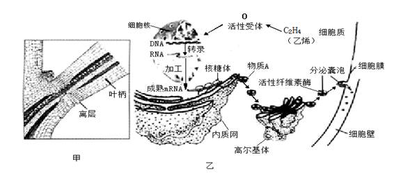 纤维素酶的功能特点及作用原理