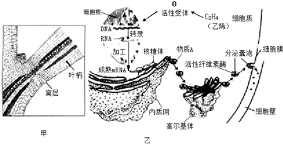 维酶素片的作用及功效